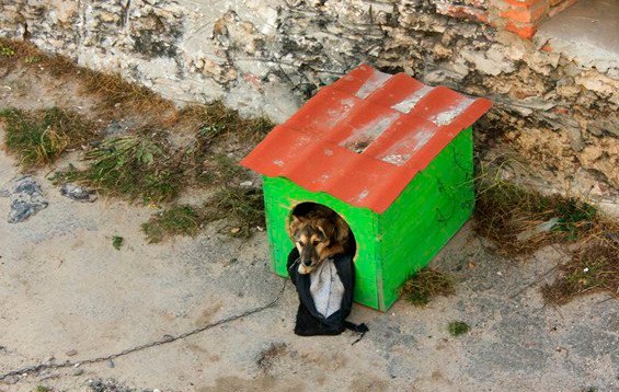 Favela For Dogs